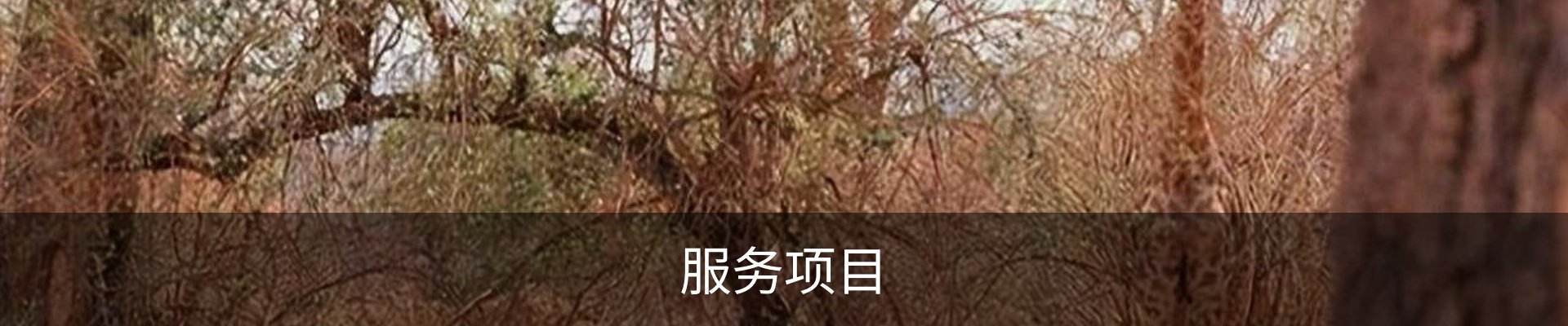 服务项目